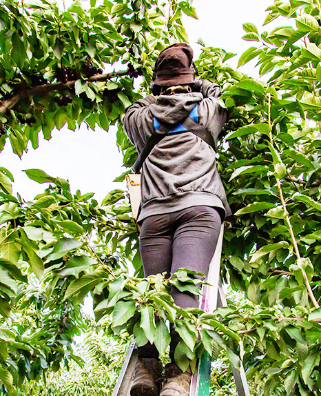 orchard worker