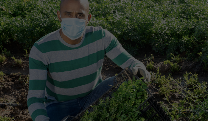 Background photo of a migrant farm worker picking vegetable in a field