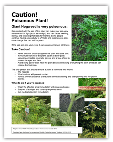 Thumbnail of the "Giant Hogweed" flyer