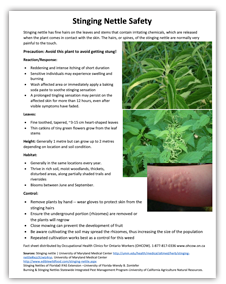 Thumbnail of the "Stinging Nettle Safety" flyer