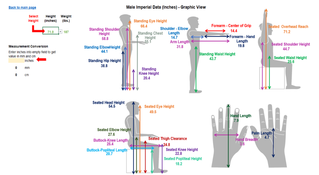 Illustration showing body length segment measurements