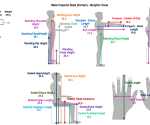 Illustration showing body length segment measurements