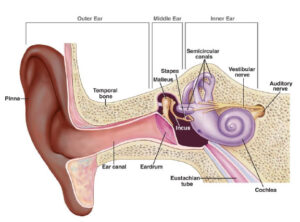 inner ear parts