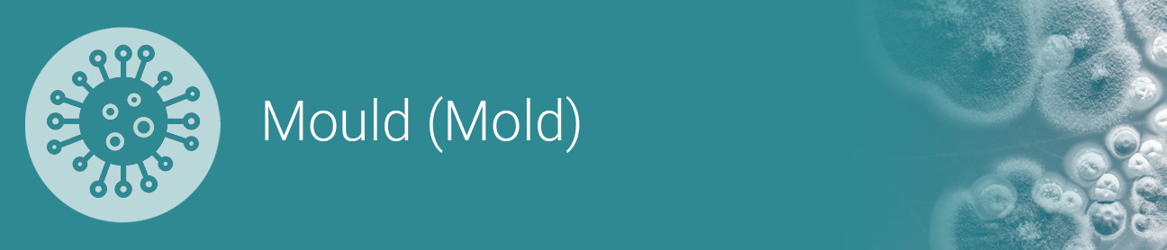Mold section header